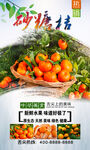 砂糖桔 