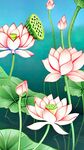 荷花插画