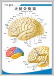 大脑解剖图外侧观