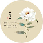白芍