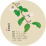 乌药