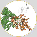 龙眼包装插画