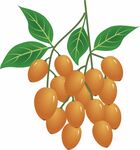 黄皮 水果 插画 手绘 可商用