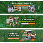 澳洲龙虾banner