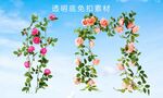 玫瑰花藤