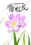 番红花手绘插画简单花卉素材图