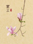 玉兰花 插画