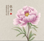 牡丹花 牡丹插画