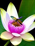 蜻蜓