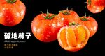 碱地柿子