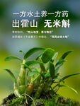 霍山米斛石斛海报