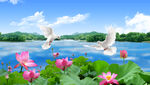 荷花风景图