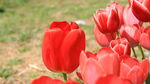 春天风中红色郁金香花卉植物