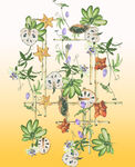 定位花
