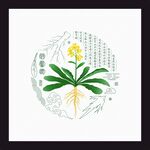 板蓝根