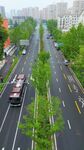 城市春天道路绿化航拍竖版视频