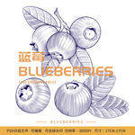 线描版画风水果蓝莓包装插画