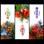 石榴花
