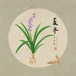 手绘麦冬