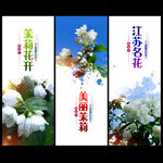 茉莉花