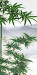 人气 中式清晰玄关 Tif分层