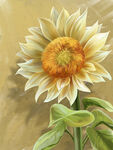 手绘油画风格向日葵向阳花太阳花