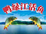 鸭绿江活鱼 展板
