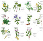 手绘中药插画插图