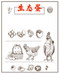 鸡蛋与鸡插画