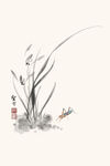 兰花