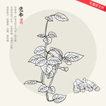矢量党参