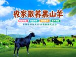 农家黑山羊