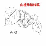 山楂手绘