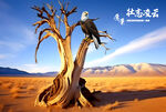 沙漠胡杨鹰