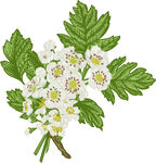 花花插画