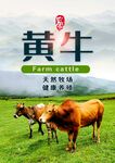 黄牛