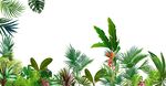 植物