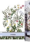 大牌花
