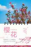 樱花节