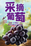 葡萄