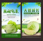 包菜
