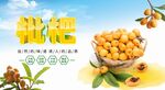 枇杷海报