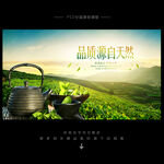 茶叶海报