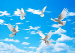蓝天白云鸽子