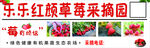 草莓采摘园 