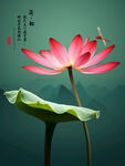 荷花