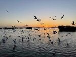 黄昏湿地海鸥