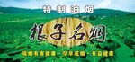 根子名烟
