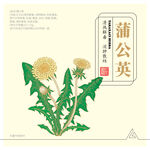 蒲公英
