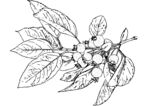 山楂